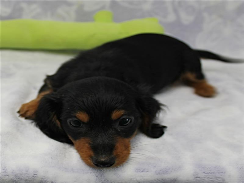puppy image