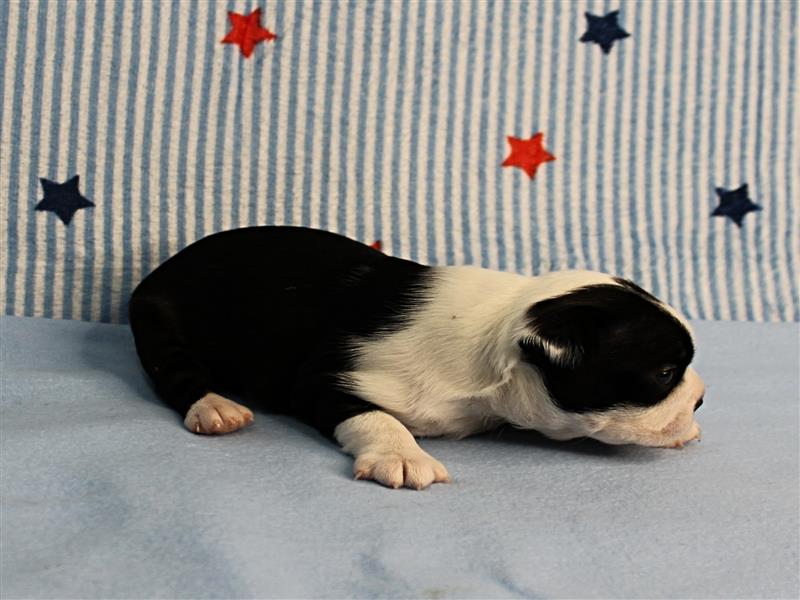 puppy image