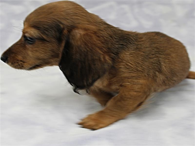 puppy image
