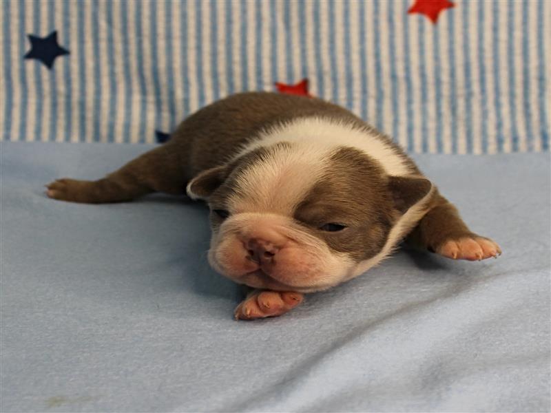 puppy image