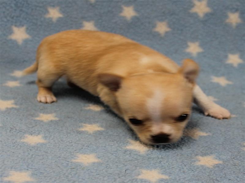 puppy image