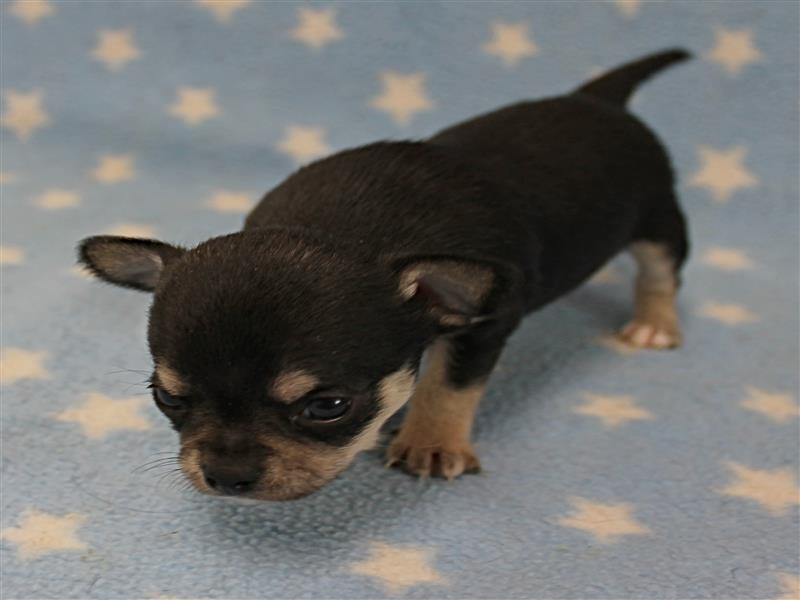 puppy image