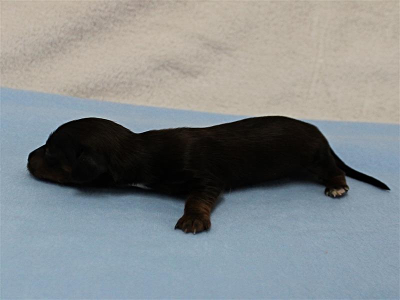 puppy image
