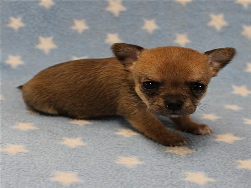 puppy image