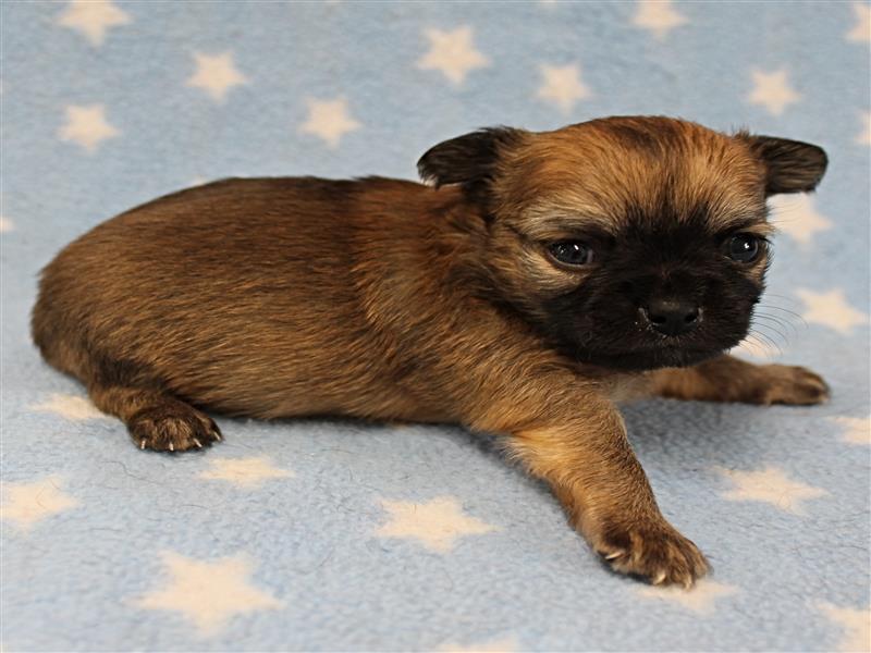 puppy image