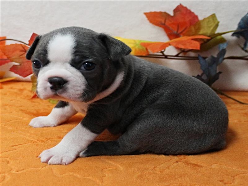 puppy image