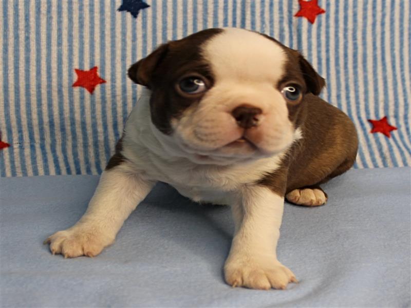puppy image
