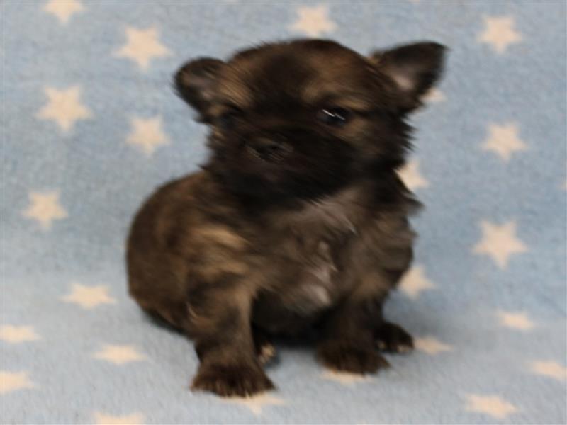 puppy image