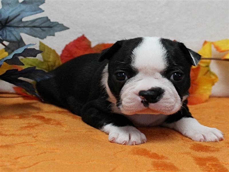 puppy image