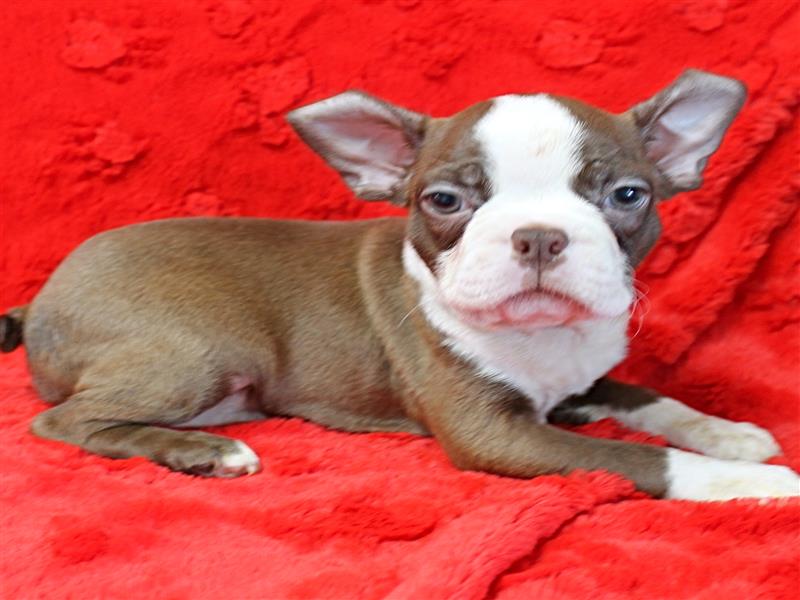 puppy image
