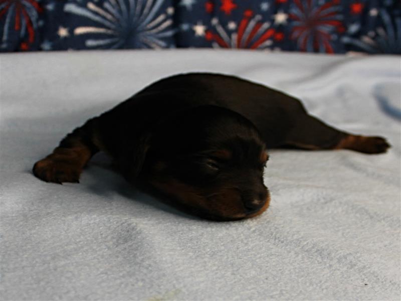 puppy image