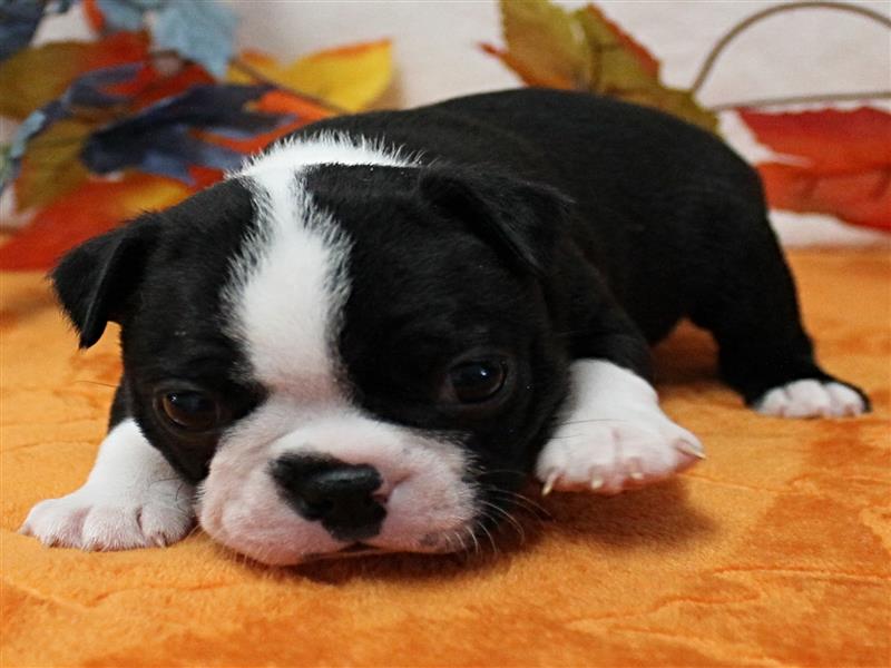 puppy image