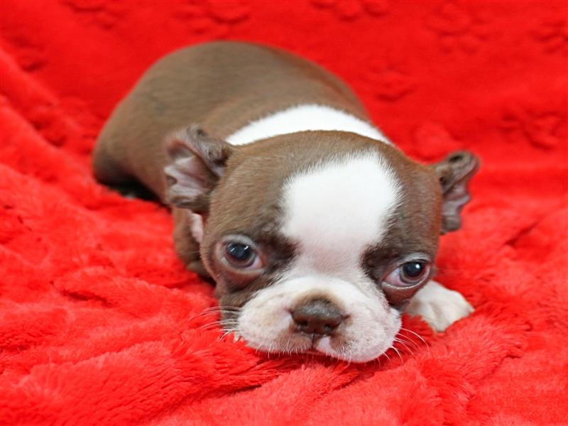 puppy image