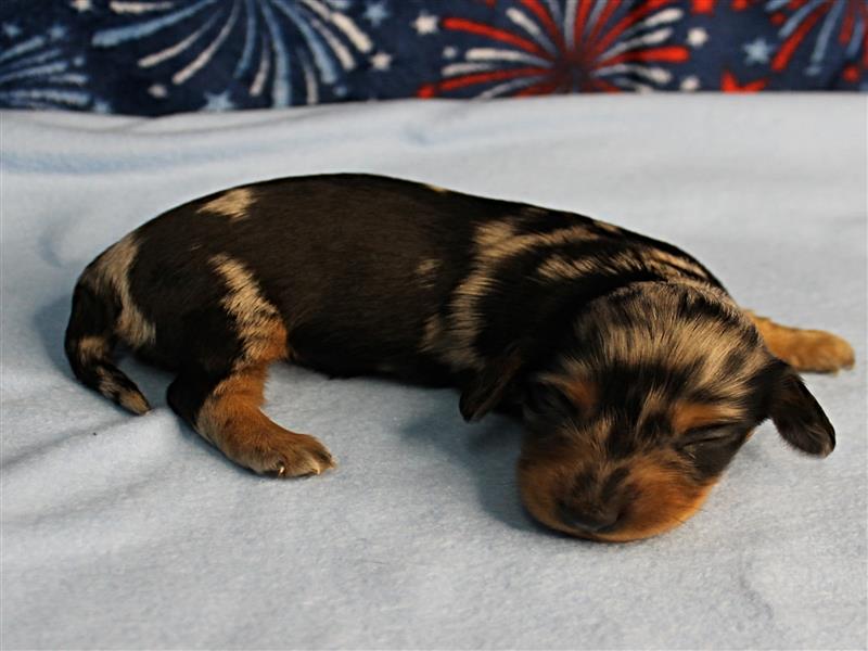 puppy image