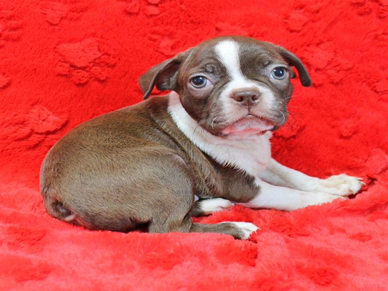 puppy image