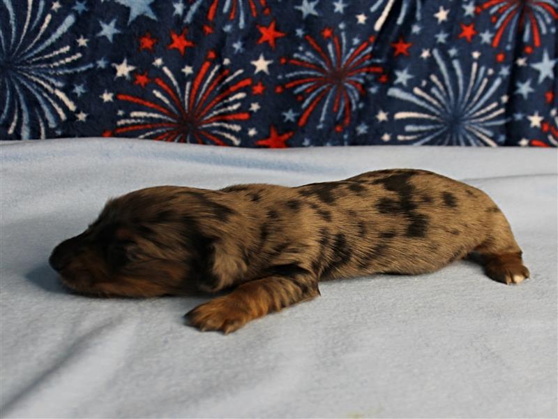 puppy image