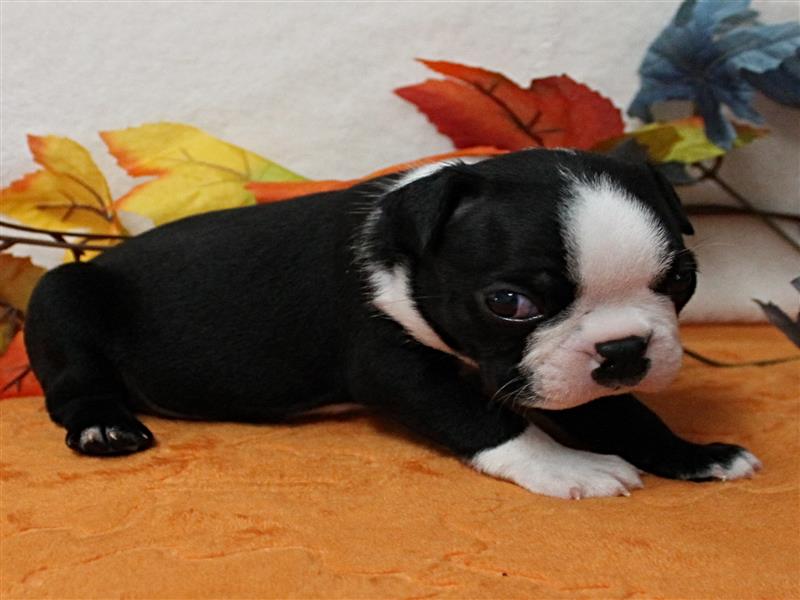 puppy image