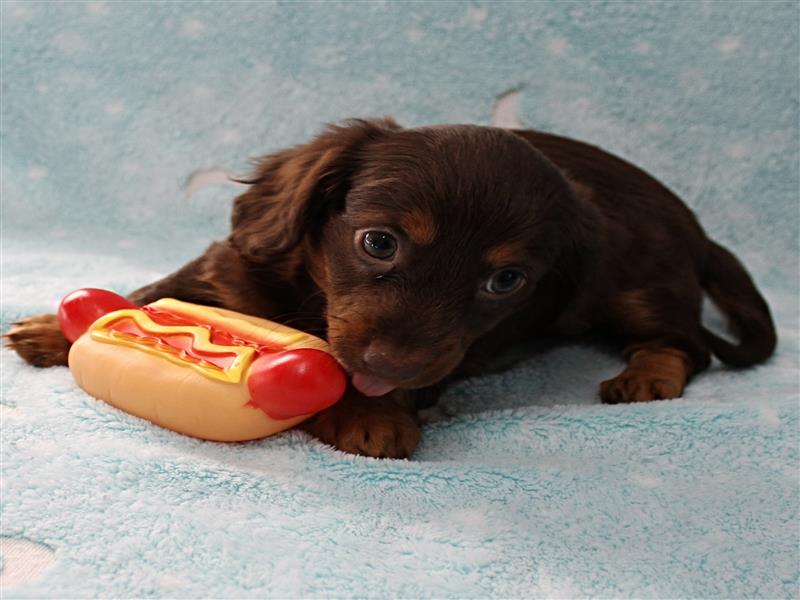 puppy image