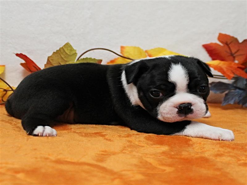 puppy image