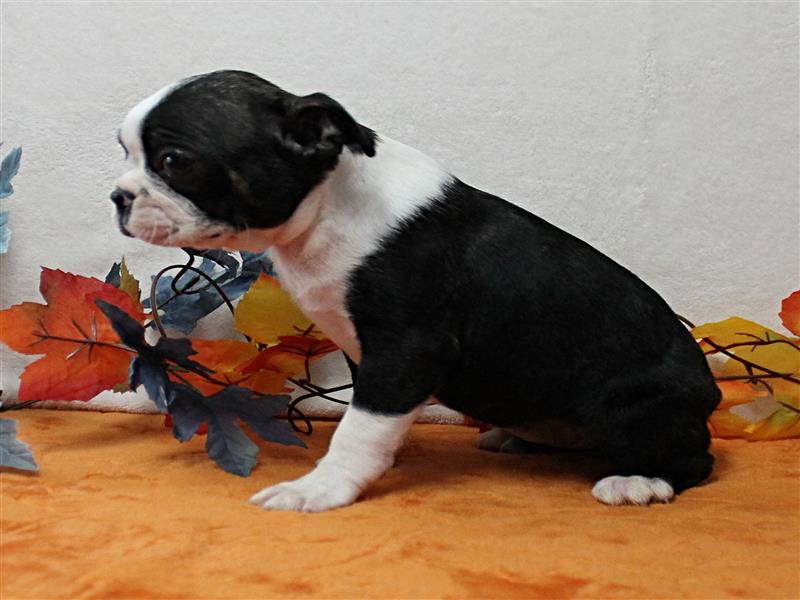 puppy image