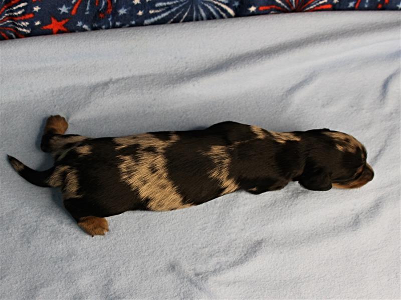 puppy image