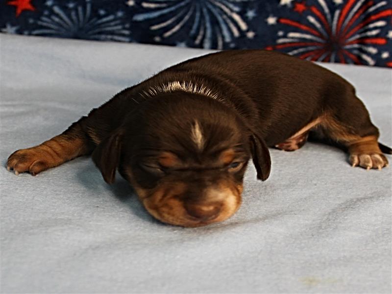 puppy image