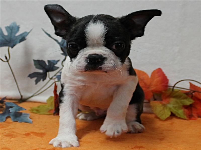 puppy image