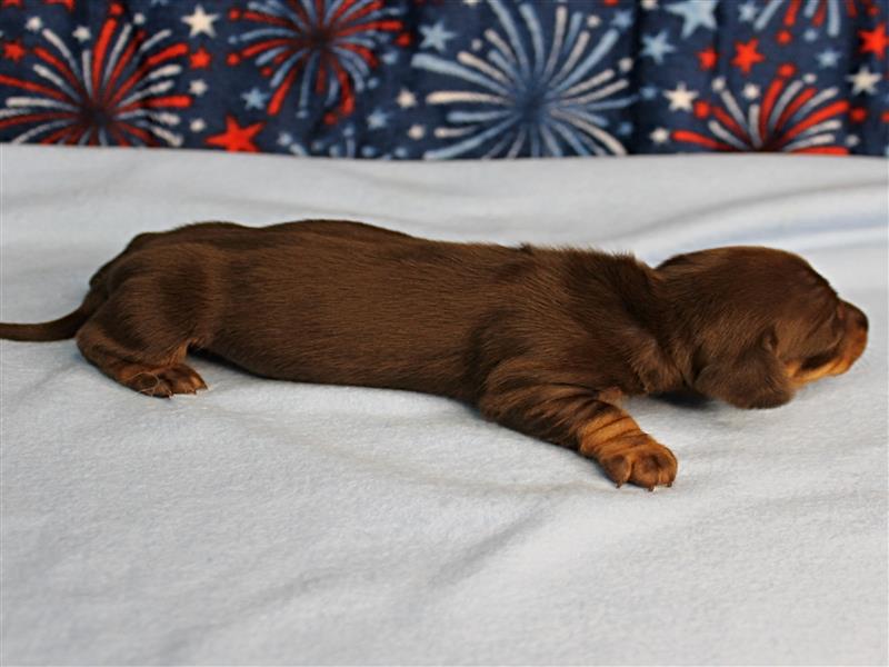 puppy image