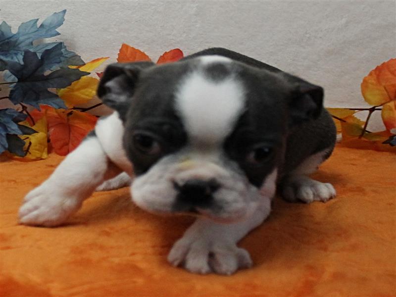 puppy image