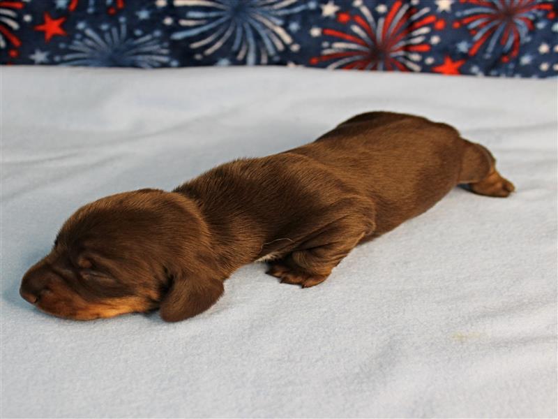 puppy image