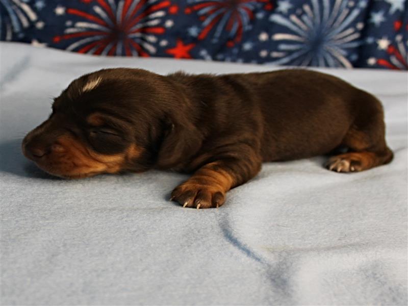 puppy image