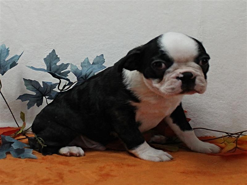 puppy image