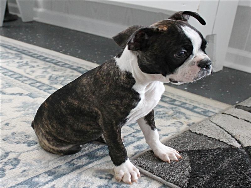 puppy image