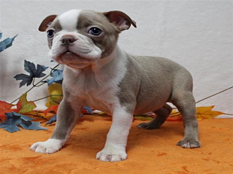 puppy image