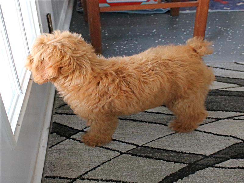 puppy image