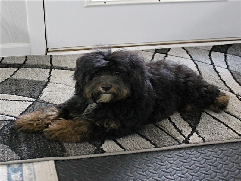 puppy image