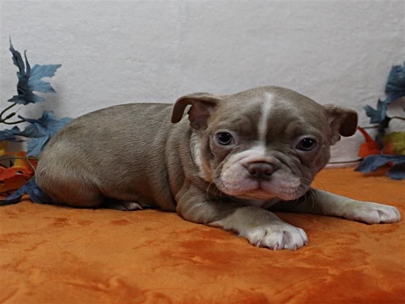 puppy image