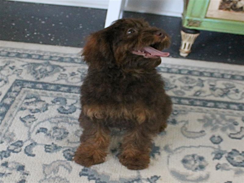 puppy image
