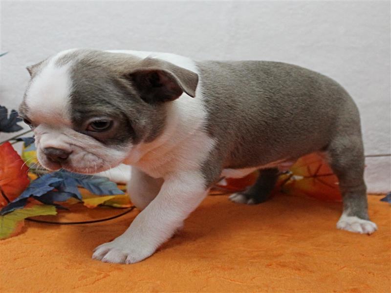 puppy image