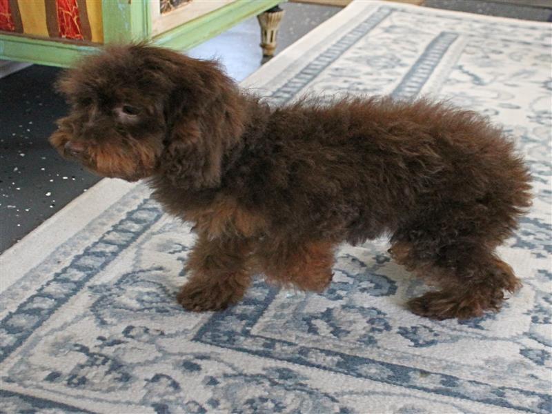 puppy image
