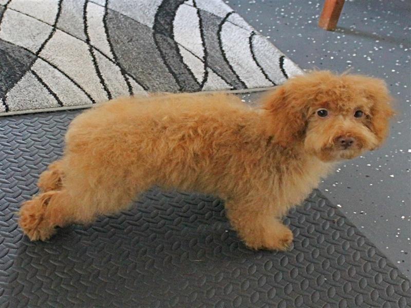 puppy image