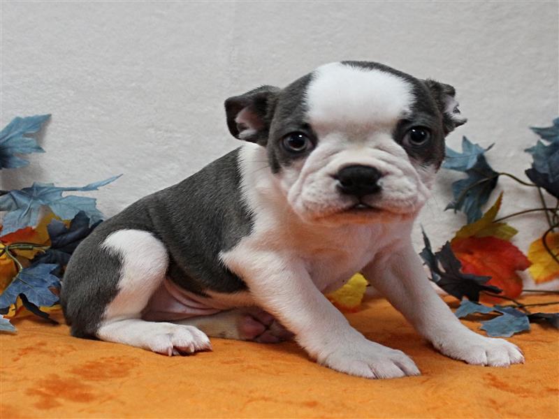 puppy image