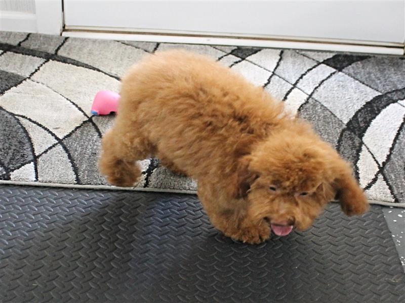 puppy image