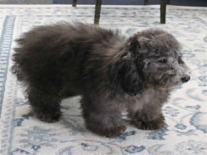 puppy image
