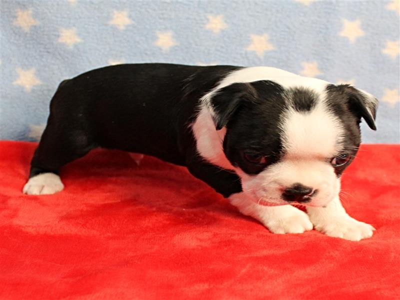 puppy image