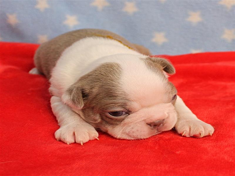 puppy image