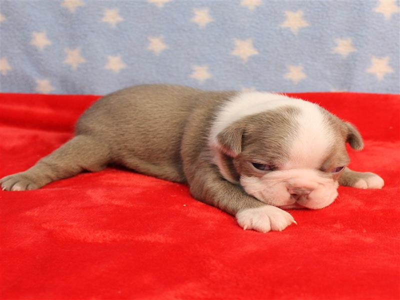 puppy image