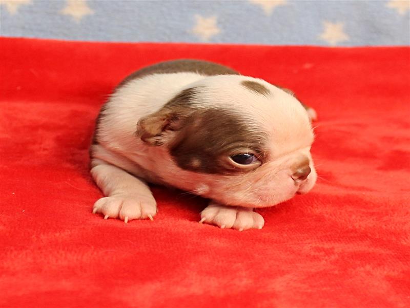 puppy image