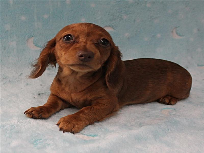 puppy image