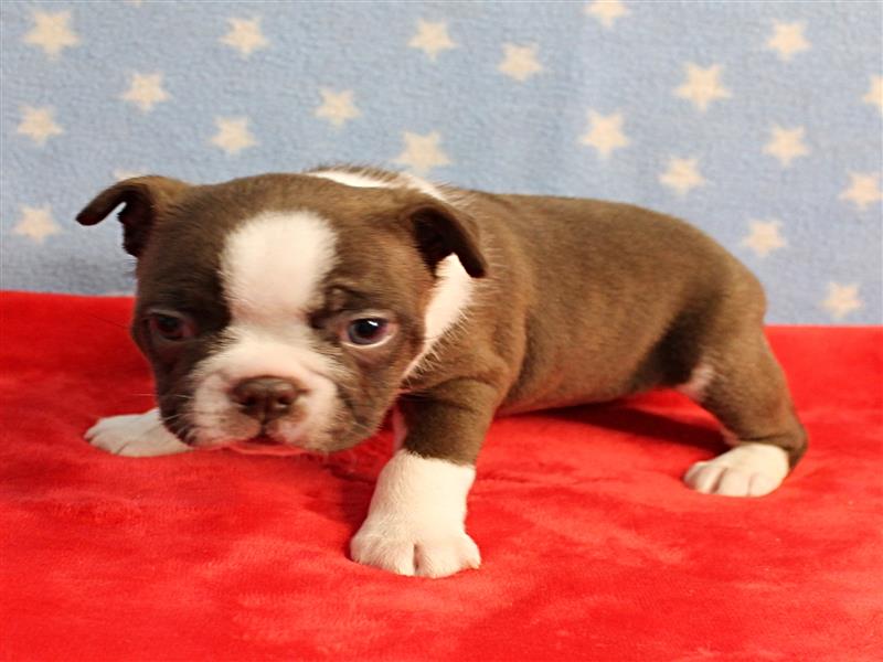 puppy image